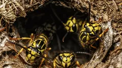 地スズメバチの巣を簡単に駆除する方法――専門家が秘訣を伝授